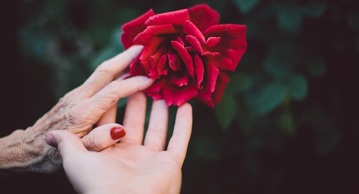 Young hand holding elderly hand and red rose