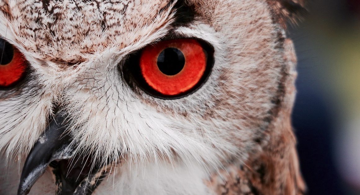 Owl up close; are you bullying?